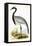 Numidian Crane,  from 'A History of the Birds of Europe Not Observed in the British Isles'-English-Framed Stretched Canvas