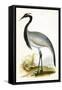 Numidian Crane,  from 'A History of the Birds of Europe Not Observed in the British Isles'-English-Framed Stretched Canvas