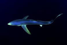 Great Blue Shark (Prionace Glauca), Dorsal View Against Dark Water-Nuno Sa-Framed Stretched Canvas