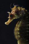 Long Snouted Seahorse (Hippocampus Guttulatus)-Nuno Sa-Stretched Canvas
