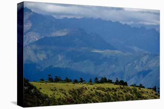 Nuns Gather Juniper from the High Mountains In, Bhutan (Photo)-null-Stretched Canvas