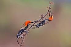 Two Orange-Nunu Rizani-Photographic Print