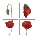 Metamorphosis of the poppy-Nuridsany & Perennou-Mounted Art Print