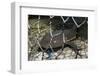 Nurse Shark (Ginglymostoma Cirratum) Young Caught in a Fishtrap-Alex Mustard-Framed Photographic Print