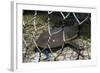 Nurse Shark (Ginglymostoma Cirratum) Young Caught in a Fishtrap-Alex Mustard-Framed Photographic Print