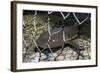 Nurse Shark (Ginglymostoma Cirratum) Young Caught in a Fishtrap-Alex Mustard-Framed Photographic Print