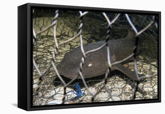 Nurse Shark (Ginglymostoma Cirratum) Young Caught in a Fishtrap-Alex Mustard-Framed Stretched Canvas