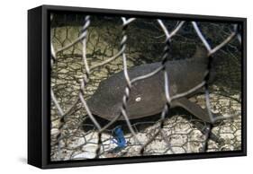 Nurse Shark (Ginglymostoma Cirratum) Young Caught in a Fishtrap-Alex Mustard-Framed Stretched Canvas