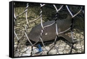 Nurse Shark (Ginglymostoma Cirratum) Young Caught in a Fishtrap-Alex Mustard-Framed Stretched Canvas