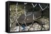 Nurse Shark (Ginglymostoma Cirratum) Young Caught in a Fishtrap-Alex Mustard-Framed Stretched Canvas