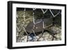 Nurse Shark (Ginglymostoma Cirratum) Young Caught in a Fishtrap-Alex Mustard-Framed Photographic Print