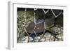 Nurse Shark (Ginglymostoma Cirratum) Young Caught in a Fishtrap-Alex Mustard-Framed Photographic Print