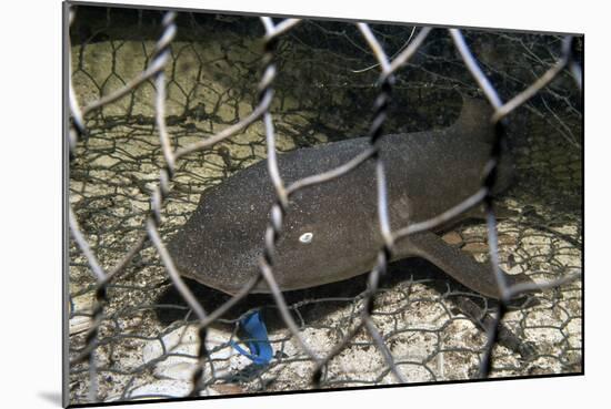 Nurse Shark (Ginglymostoma Cirratum) Young Caught in a Fishtrap-Alex Mustard-Mounted Photographic Print