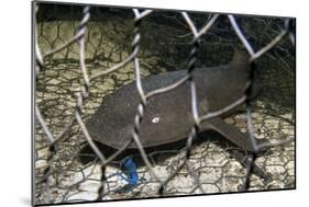 Nurse Shark (Ginglymostoma Cirratum) Young Caught in a Fishtrap-Alex Mustard-Mounted Photographic Print