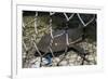 Nurse Shark (Ginglymostoma Cirratum) Young Caught in a Fishtrap-Alex Mustard-Framed Photographic Print