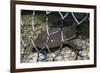 Nurse Shark (Ginglymostoma Cirratum) Young Caught in a Fishtrap-Alex Mustard-Framed Photographic Print