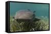 Nurse Shark over Turtle Grass. Lighthouse Reef, Atoll. Belize Barrier Reef. Belize-Pete Oxford-Framed Stretched Canvas