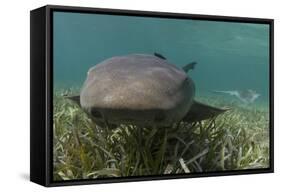 Nurse Shark over Turtle Grass. Lighthouse Reef, Atoll. Belize Barrier Reef. Belize-Pete Oxford-Framed Stretched Canvas