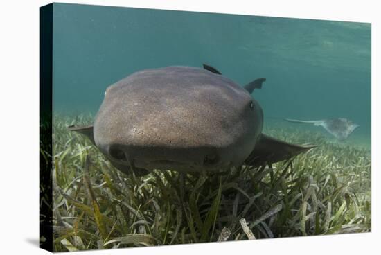 Nurse Shark over Turtle Grass. Lighthouse Reef, Atoll. Belize Barrier Reef. Belize-Pete Oxford-Stretched Canvas