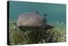 Nurse Shark over Turtle Grass. Lighthouse Reef, Atoll. Belize Barrier Reef. Belize-Pete Oxford-Stretched Canvas