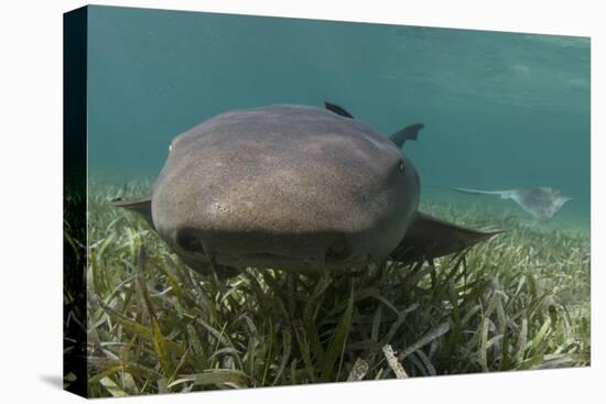 Nurse Shark over Turtle Grass. Lighthouse Reef, Atoll. Belize Barrier Reef. Belize-Pete Oxford-Stretched Canvas