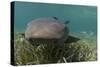 Nurse Shark over Turtle Grass. Lighthouse Reef, Atoll. Belize Barrier Reef. Belize-Pete Oxford-Stretched Canvas