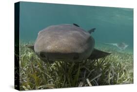 Nurse Shark over Turtle Grass. Lighthouse Reef, Atoll. Belize Barrier Reef. Belize-Pete Oxford-Stretched Canvas