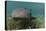 Nurse Shark over Turtle Grass. Lighthouse Reef, Atoll. Belize Barrier Reef. Belize-Pete Oxford-Stretched Canvas