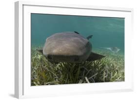 Nurse Shark over Turtle Grass. Lighthouse Reef, Atoll. Belize Barrier Reef. Belize-Pete Oxford-Framed Photographic Print