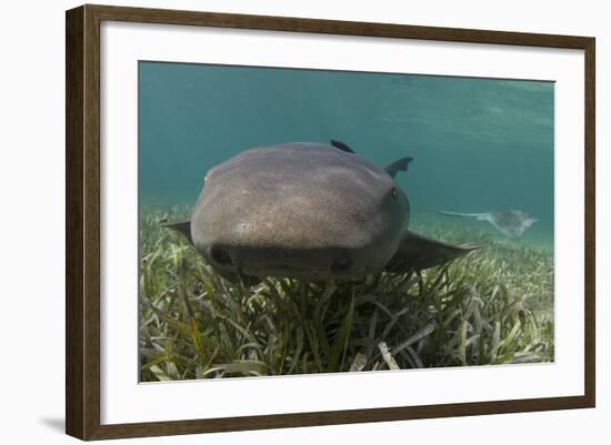 Nurse Shark over Turtle Grass. Lighthouse Reef, Atoll. Belize Barrier Reef. Belize-Pete Oxford-Framed Photographic Print