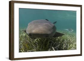 Nurse Shark over Turtle Grass. Lighthouse Reef, Atoll. Belize Barrier Reef. Belize-Pete Oxford-Framed Photographic Print