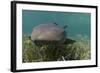 Nurse Shark over Turtle Grass. Lighthouse Reef, Atoll. Belize Barrier Reef. Belize-Pete Oxford-Framed Photographic Print