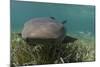 Nurse Shark over Turtle Grass. Lighthouse Reef, Atoll. Belize Barrier Reef. Belize-Pete Oxford-Mounted Photographic Print