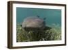 Nurse Shark over Turtle Grass. Lighthouse Reef, Atoll. Belize Barrier Reef. Belize-Pete Oxford-Framed Photographic Print