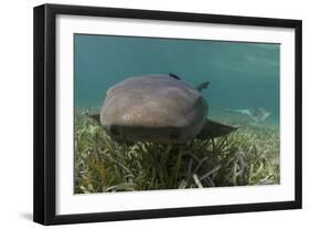 Nurse Shark over Turtle Grass. Lighthouse Reef, Atoll. Belize Barrier Reef. Belize-Pete Oxford-Framed Photographic Print