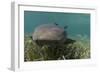 Nurse Shark over Turtle Grass. Lighthouse Reef, Atoll. Belize Barrier Reef. Belize-Pete Oxford-Framed Photographic Print