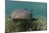 Nurse Shark over Turtle Grass. Lighthouse Reef, Atoll. Belize Barrier Reef. Belize-Pete Oxford-Mounted Photographic Print