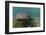 Nurse Shark over Turtle Grass. Lighthouse Reef, Atoll. Belize Barrier Reef. Belize-Pete Oxford-Framed Photographic Print