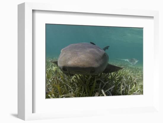 Nurse Shark over Turtle Grass. Lighthouse Reef, Atoll. Belize Barrier Reef. Belize-Pete Oxford-Framed Photographic Print