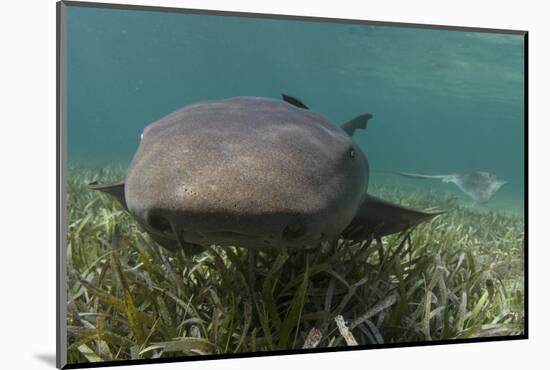 Nurse Shark over Turtle Grass. Lighthouse Reef, Atoll. Belize Barrier Reef. Belize-Pete Oxford-Mounted Photographic Print