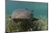Nurse Shark over Turtle Grass. Lighthouse Reef, Atoll. Belize Barrier Reef. Belize-Pete Oxford-Mounted Photographic Print
