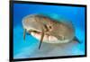 Nurse shark resting on the sand, Bahamas-Alex Mustard-Framed Photographic Print