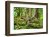 Nurse Tree in Olympic National Park-CrackerClips Stock Media-Framed Photographic Print