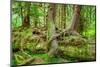 Nurse Tree in Olympic National Park-CrackerClips Stock Media-Mounted Photographic Print