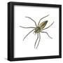 Nursery Web Spider (Pisaurina Mira), Arachnids-Encyclopaedia Britannica-Framed Poster