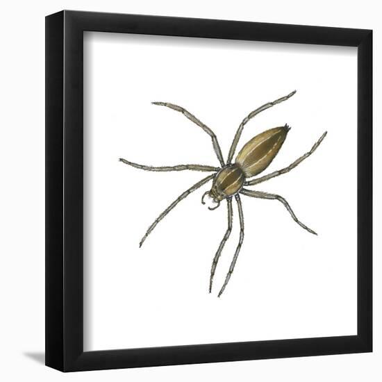 Nursery Web Spider (Pisaurina Mira), Arachnids-Encyclopaedia Britannica-Framed Poster