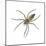 Nursery Web Spider (Pisaurina Mira), Arachnids-Encyclopaedia Britannica-Mounted Poster