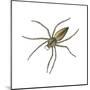 Nursery Web Spider (Pisaurina Mira), Arachnids-Encyclopaedia Britannica-Mounted Poster