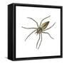 Nursery Web Spider (Pisaurina Mira), Arachnids-Encyclopaedia Britannica-Framed Stretched Canvas