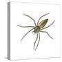 Nursery Web Spider (Pisaurina Mira), Arachnids-Encyclopaedia Britannica-Stretched Canvas